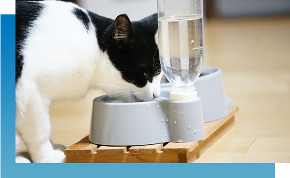 ペット植物では