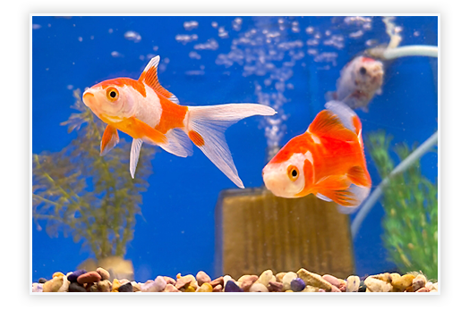 元気に泳ぐ金魚